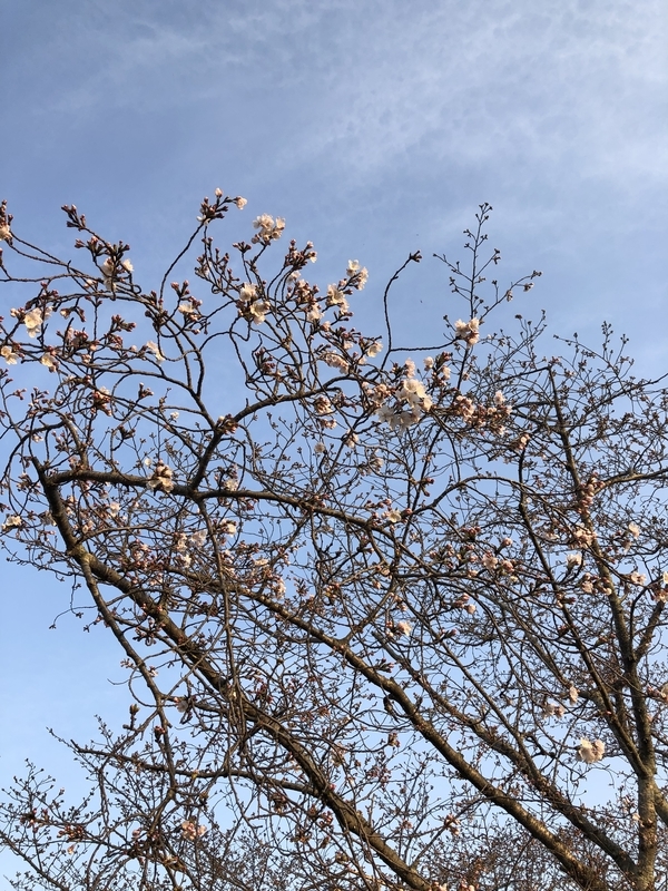 f:id:dachikusakun:20190327181331j:plain f:id:dachikusakun:20190327181331j:plain