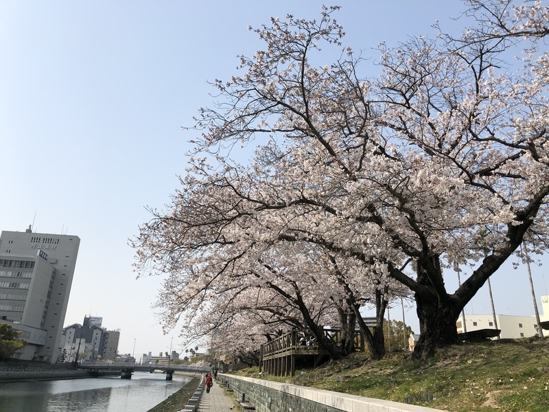 f:id:dachikusakun:20190407224020j:plain