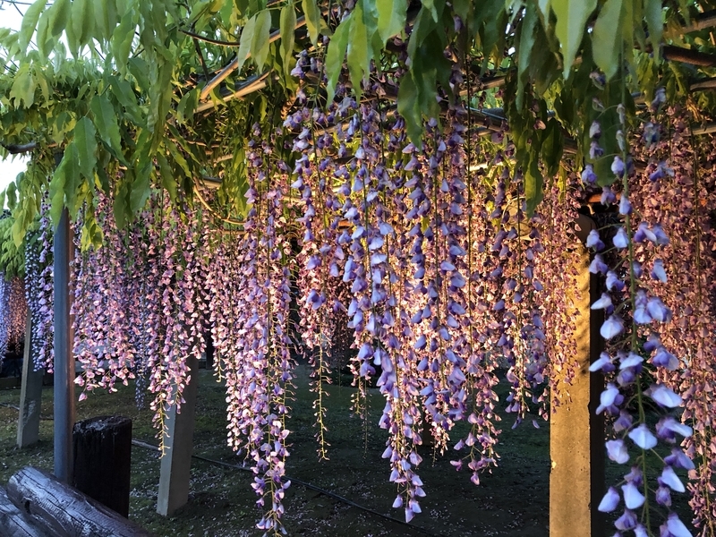 f:id:dachikusakun:20190430123150j:plain