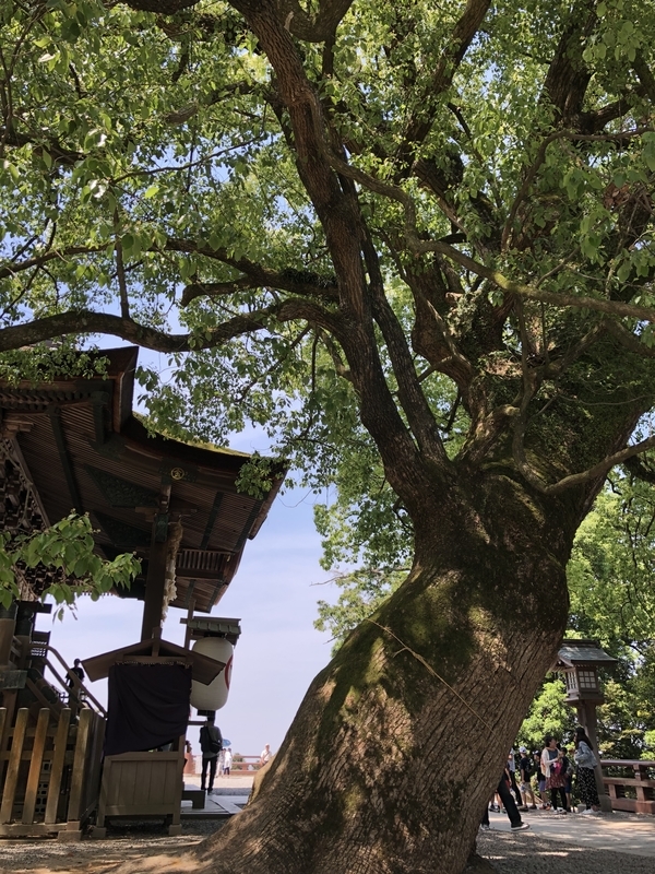 f:id:dachikusakun:20190526121009j:plain