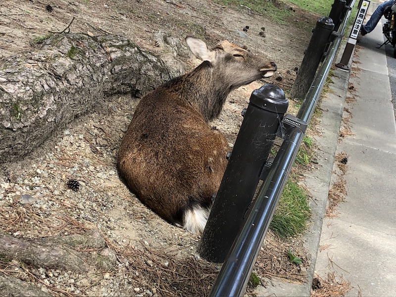 f:id:dachikusakun:20200529202358j:plain