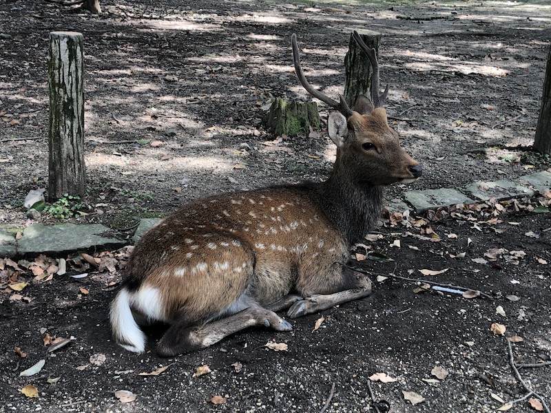 f:id:dachikusakun:20200529202450j:plain