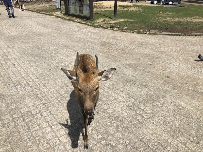 f:id:dachikusakun:20200529202454j:plain