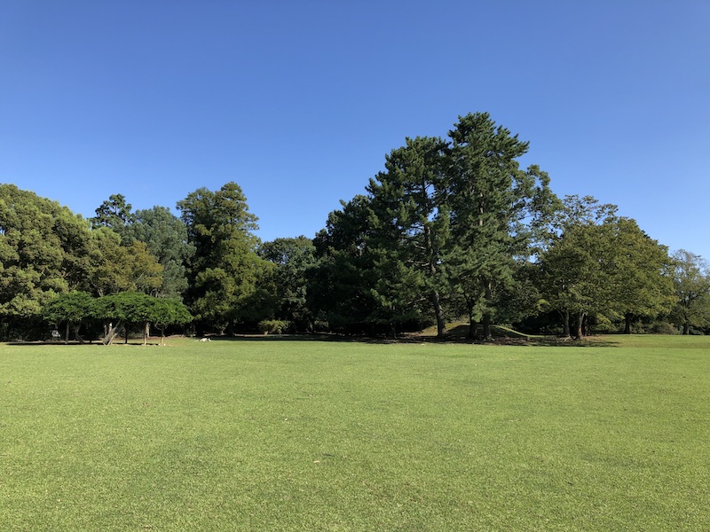 f:id:dachikusakun:20200529202954j:plain