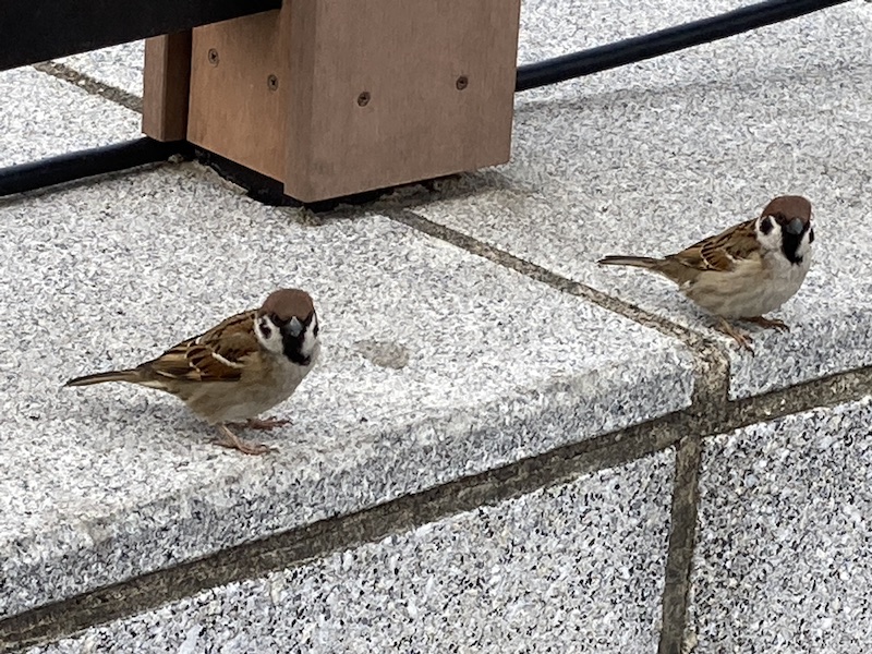 f:id:dachikusakun:20210215181109j:plain