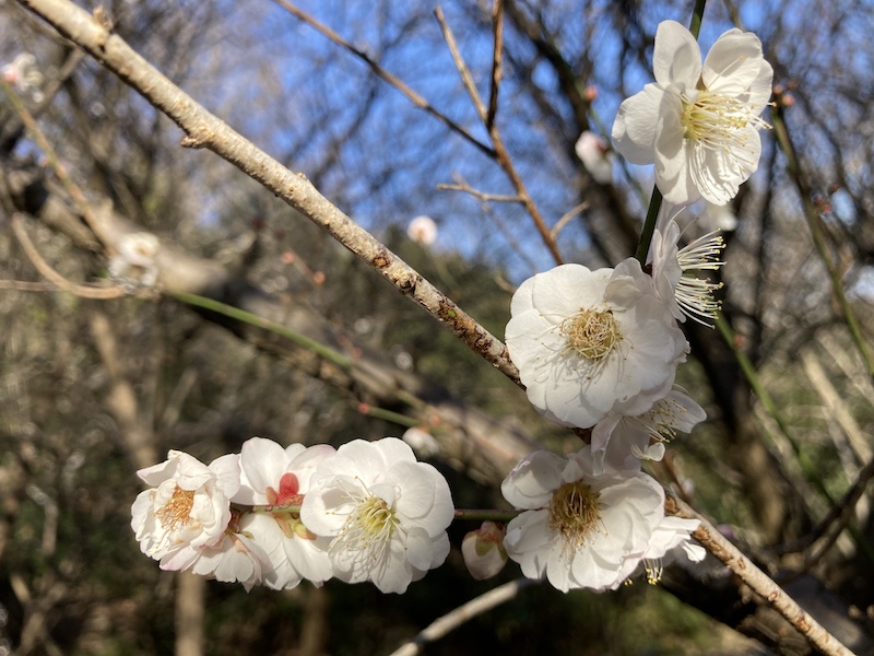 f:id:dachikusakun:20210222201341j:plain