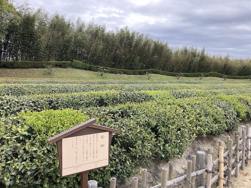 f:id:dachikusakun:20210506232030j:plain