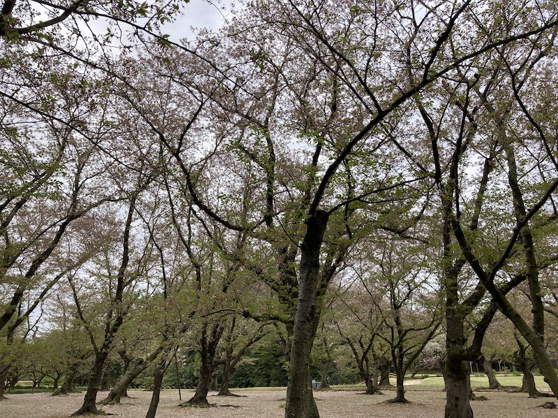 f:id:dachikusakun:20210506232047j:plain