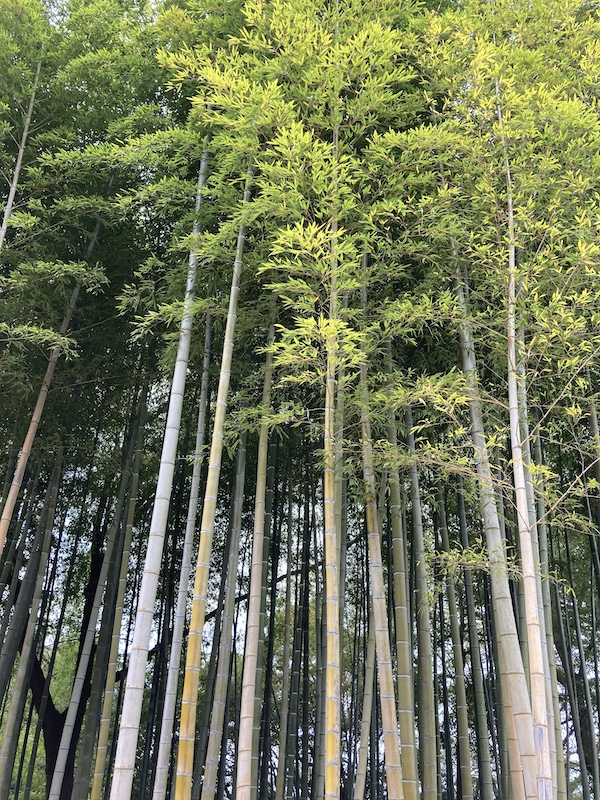 f:id:dachikusakun:20210506232134j:plain