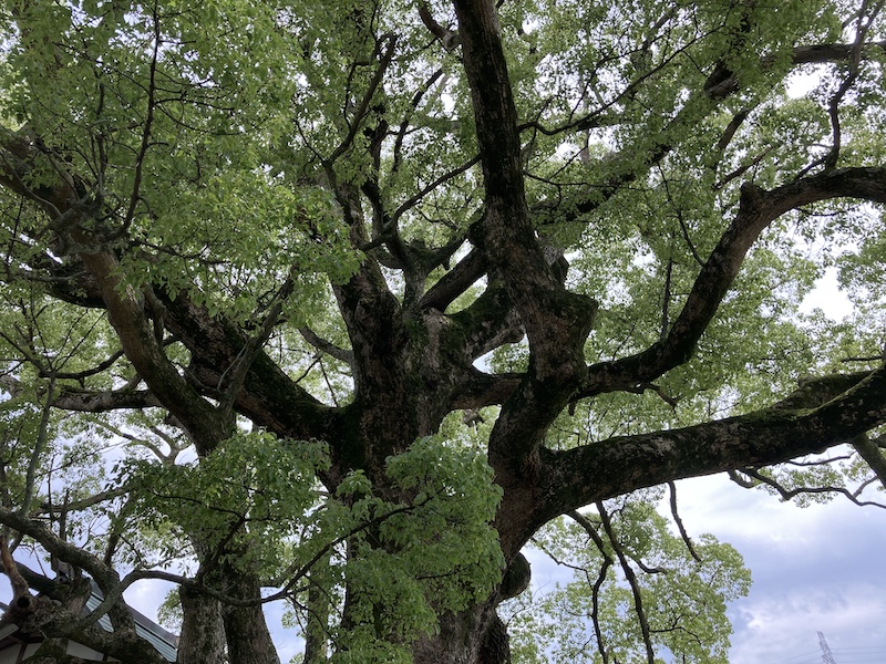 f:id:dachikusakun:20210620174801j:plain