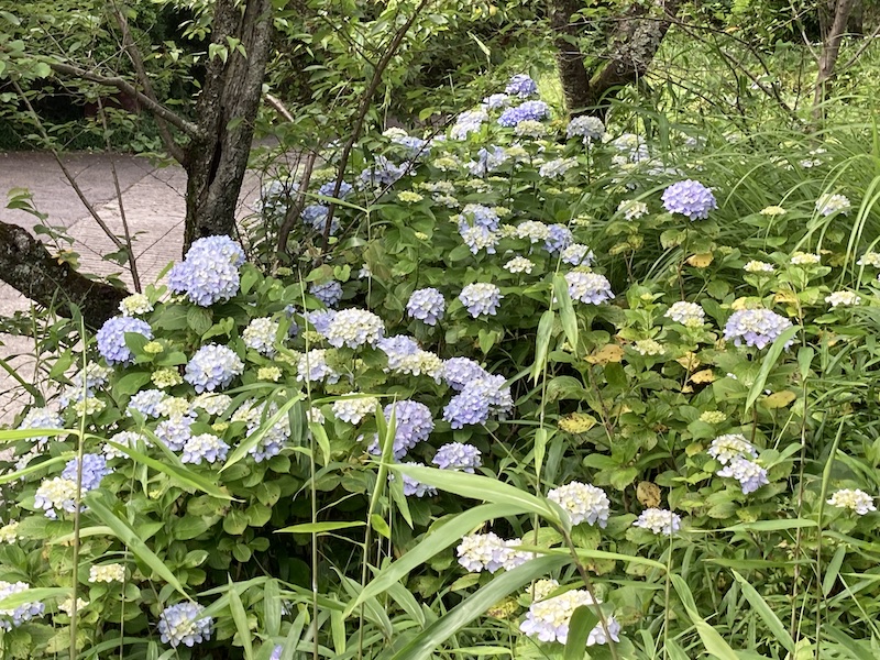 f:id:dachikusakun:20210620174818j:plain