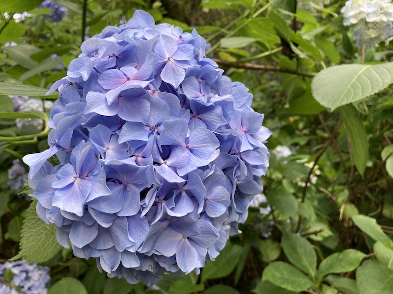 f:id:dachikusakun:20210620175122j:plain