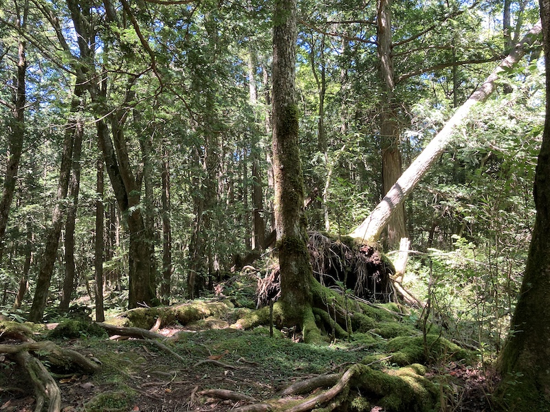 f:id:dachikusakun:20210818130800j:plain