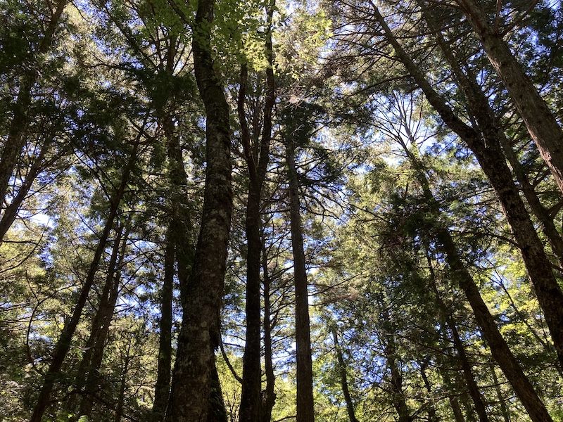 f:id:dachikusakun:20210818130807j:plain