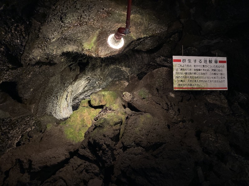 f:id:dachikusakun:20210818130810j:plain