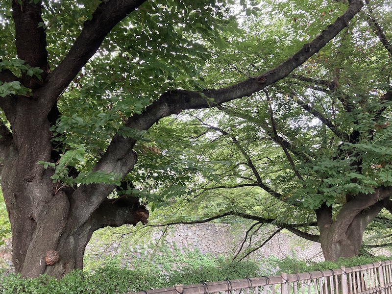 f:id:dachikusakun:20210826144347j:plain