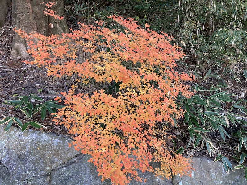 f:id:dachikusakun:20211216113920j:plain