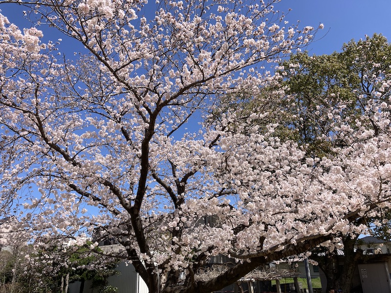 f:id:dachikusakun:20220327231204j:plain