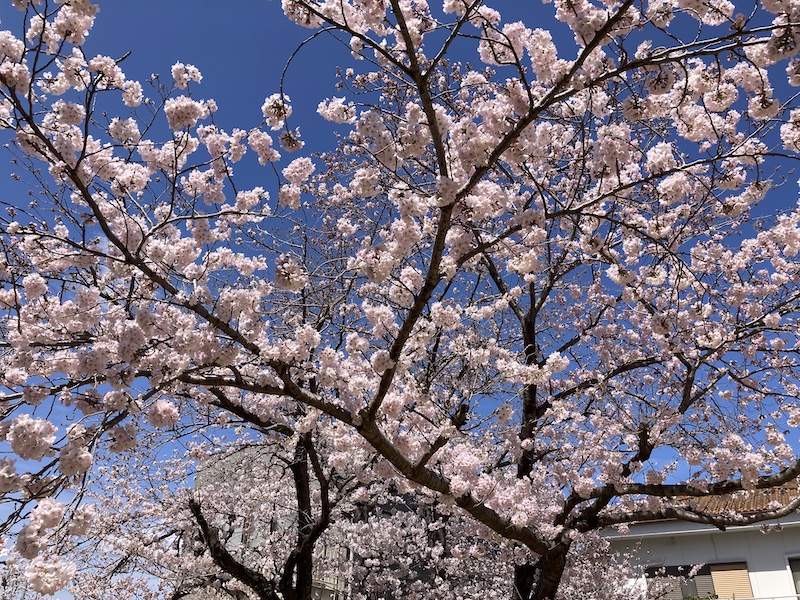 f:id:dachikusakun:20220327231208j:plain