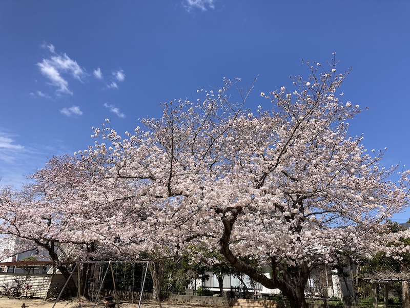 f:id:dachikusakun:20220327231211j:plain