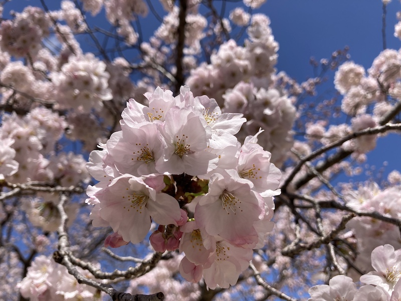 f:id:dachikusakun:20220327231215j:plain