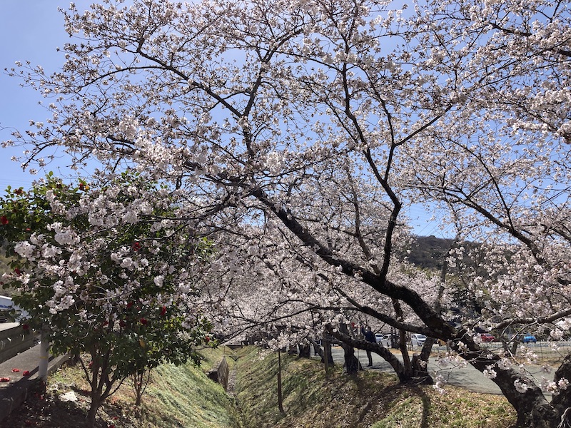 f:id:dachikusakun:20220327231232j:plain