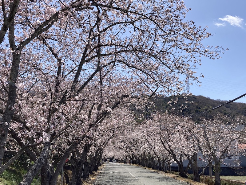 f:id:dachikusakun:20220327231243j:plain