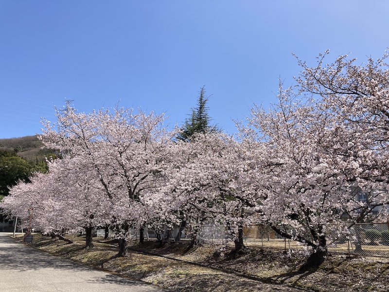 f:id:dachikusakun:20220327231250j:plain