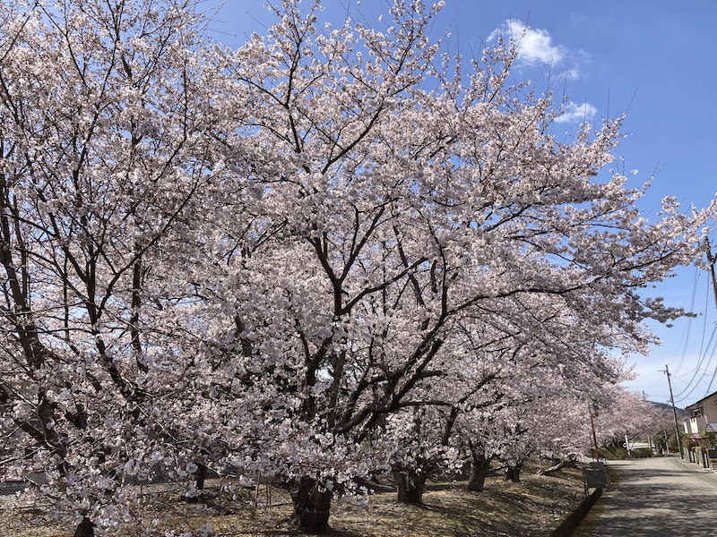 f:id:dachikusakun:20220327231254j:plain