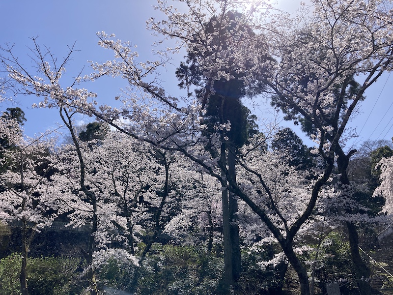 f:id:dachikusakun:20220327231301j:plain