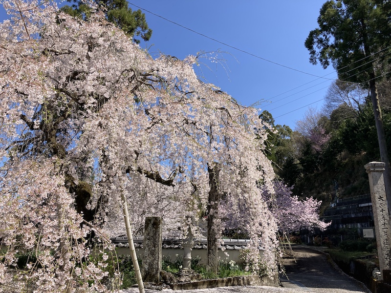 f:id:dachikusakun:20220327231312j:plain