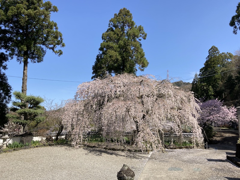 f:id:dachikusakun:20220327231323j:plain