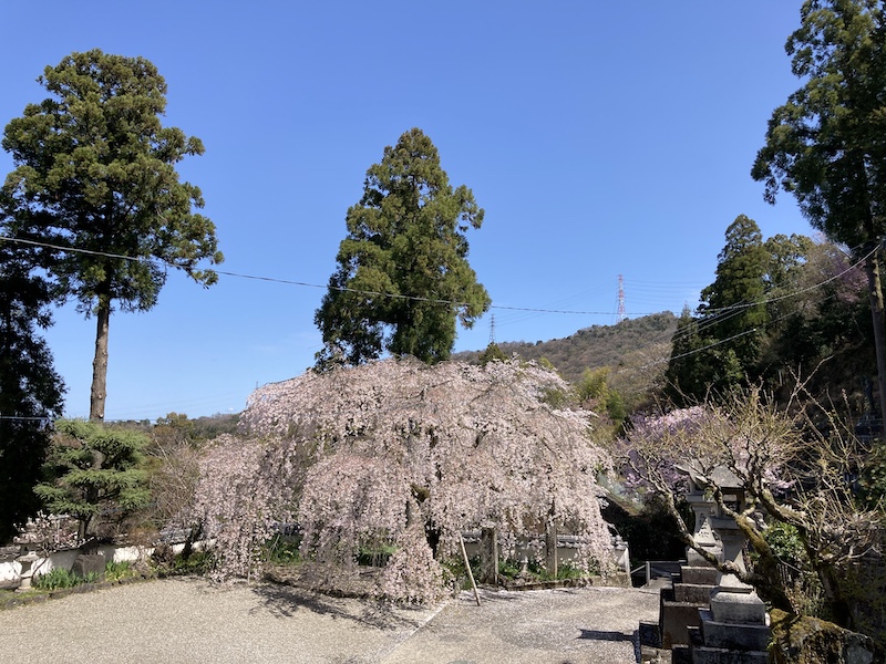 f:id:dachikusakun:20220327231326j:plain