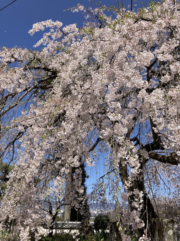 f:id:dachikusakun:20220327231330j:plain