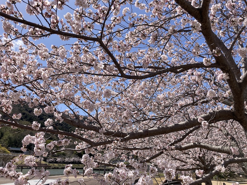 f:id:dachikusakun:20220327231340j:plain