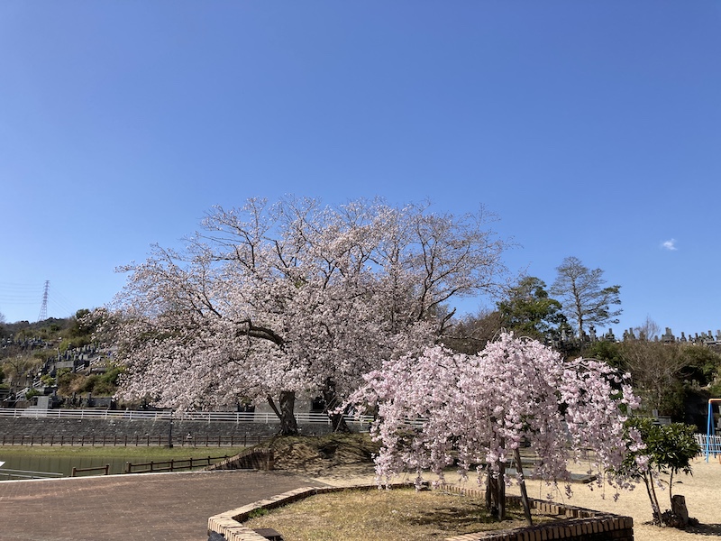 f:id:dachikusakun:20220327231344j:plain