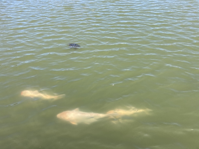 f:id:dachikusakun:20220327231406j:plain