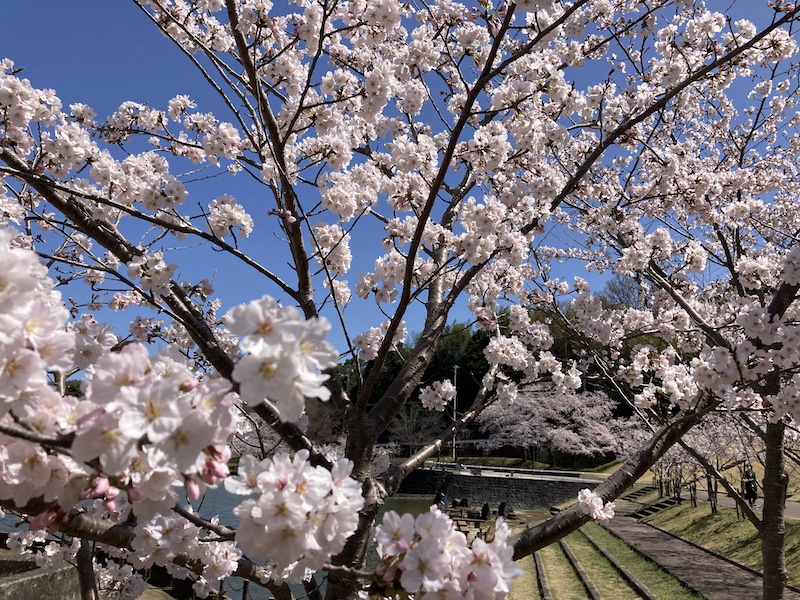 f:id:dachikusakun:20220327231409j:plain