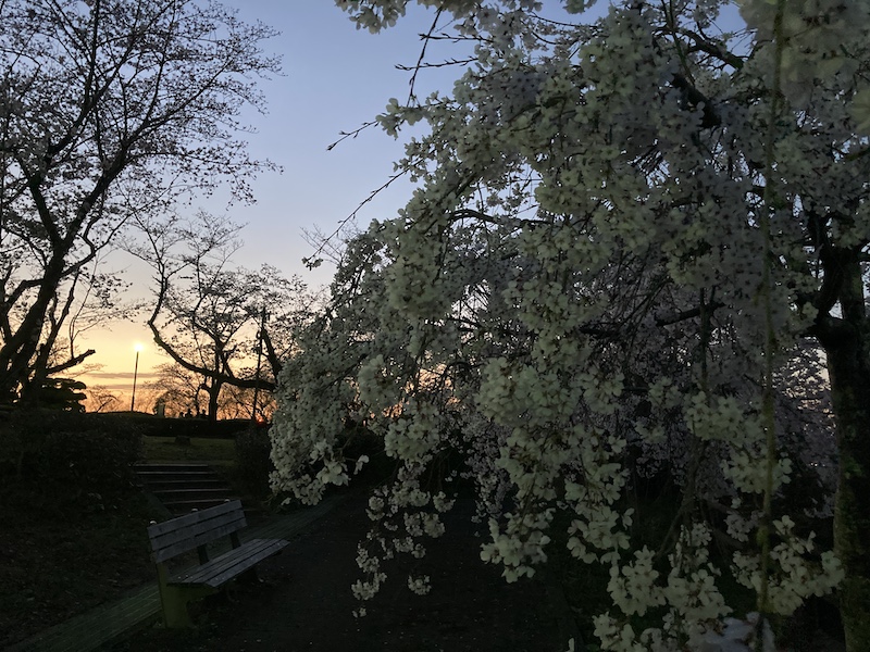 f:id:dachikusakun:20220327231458j:plain