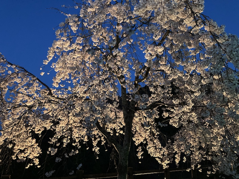 f:id:dachikusakun:20220327231502j:plain