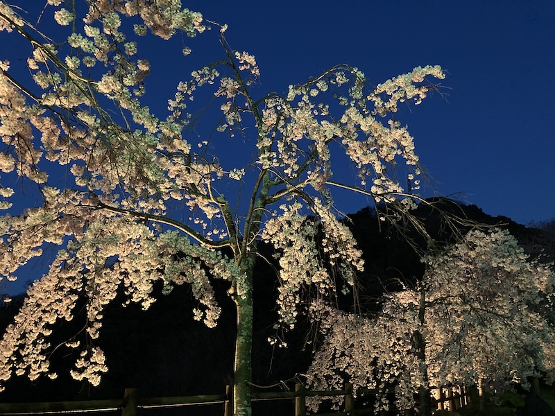 f:id:dachikusakun:20220327231512j:plain