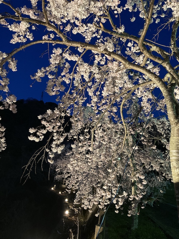 f:id:dachikusakun:20220327231519j:plain