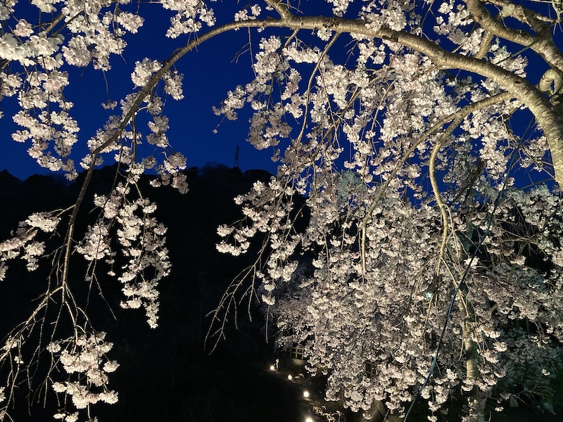 f:id:dachikusakun:20220327231522j:plain