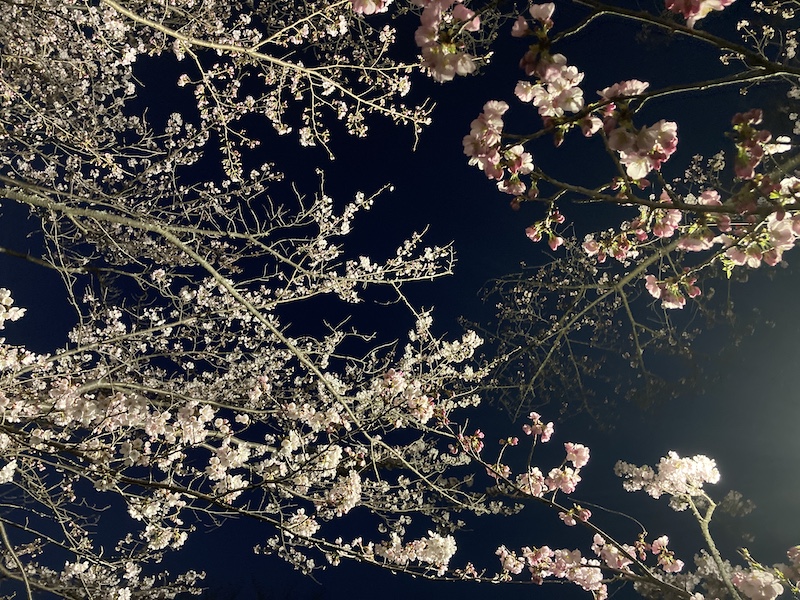 f:id:dachikusakun:20220327231530j:plain