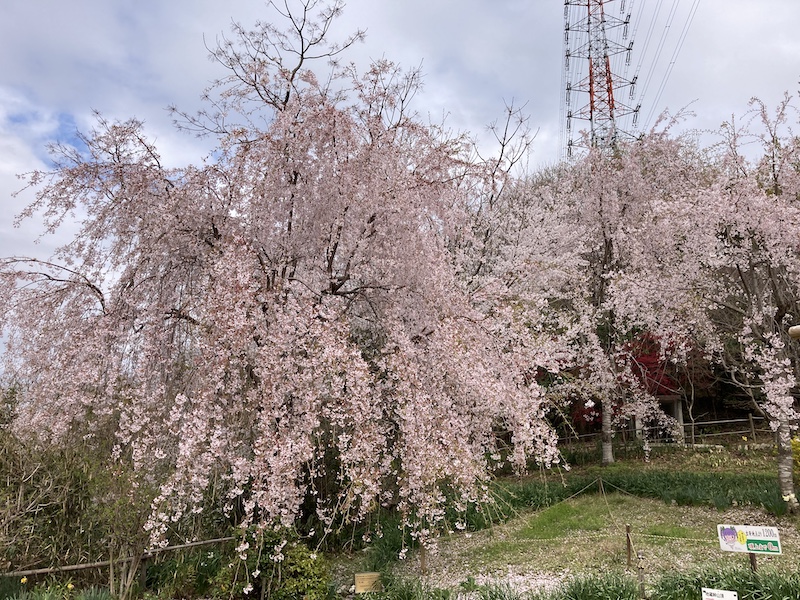 f:id:dachikusakun:20220403165846j:plain