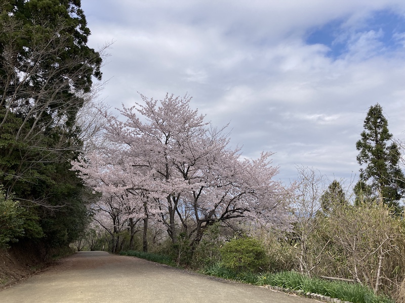 f:id:dachikusakun:20220403165850j:plain