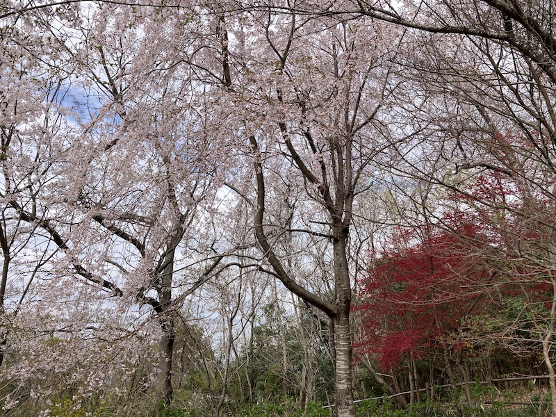 f:id:dachikusakun:20220403165907j:plain