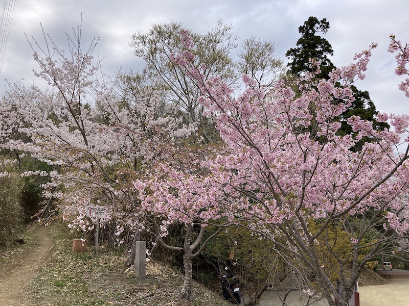 f:id:dachikusakun:20220403165918j:plain