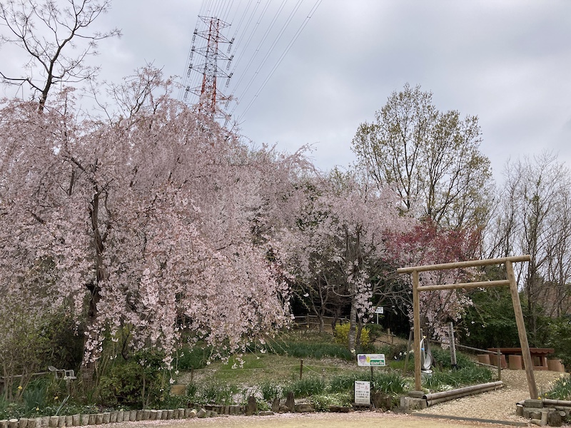 f:id:dachikusakun:20220403165921j:plain