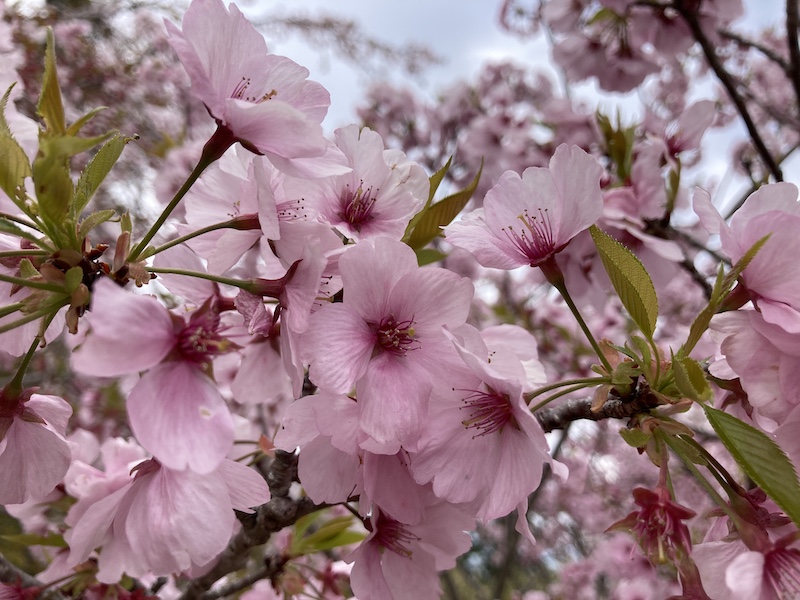 f:id:dachikusakun:20220403165940j:plain